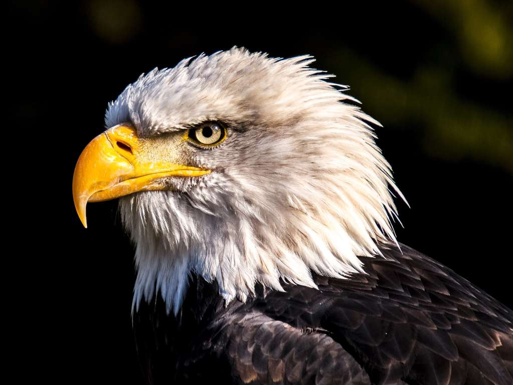 El águila calva es el animal nacional de los Estados Unidos. Estuvo a punto de extinguirse a finales del siglo XX.