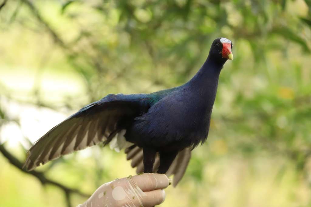 Conozca cómo proteger a estas aves.