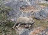 (Video) El tierno reencuentro de un bebé elefante con su mamá en la India