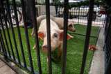 Dos cerdos se libran de la mesa navideña gracias a indulto de alcaldesa en Florida