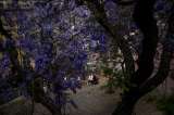 Lisboa se viste de azul y malva con la floración de los jacarandás