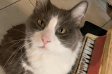 Él es Limón, el gatito que toca piano y enamora a todo TikTok