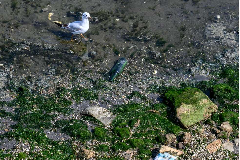 Así se ve la costa del mar Caspio en Bakú. Las focas, que antes posaban allí, fueron declaradas en peligro de extinción debido a la contaminación por la extracción de petróleo y gas. / AFP
