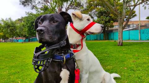 Alístese para la segunda feria de emprendimiento en el sector mascotas de Bogotá