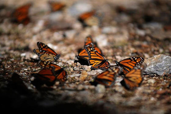 La mariposa monarca es una especie en vía de extinción según la Lista Roja de la UICN.