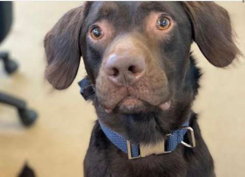 Coco, el primer perro en ser tratado por alcoholismo