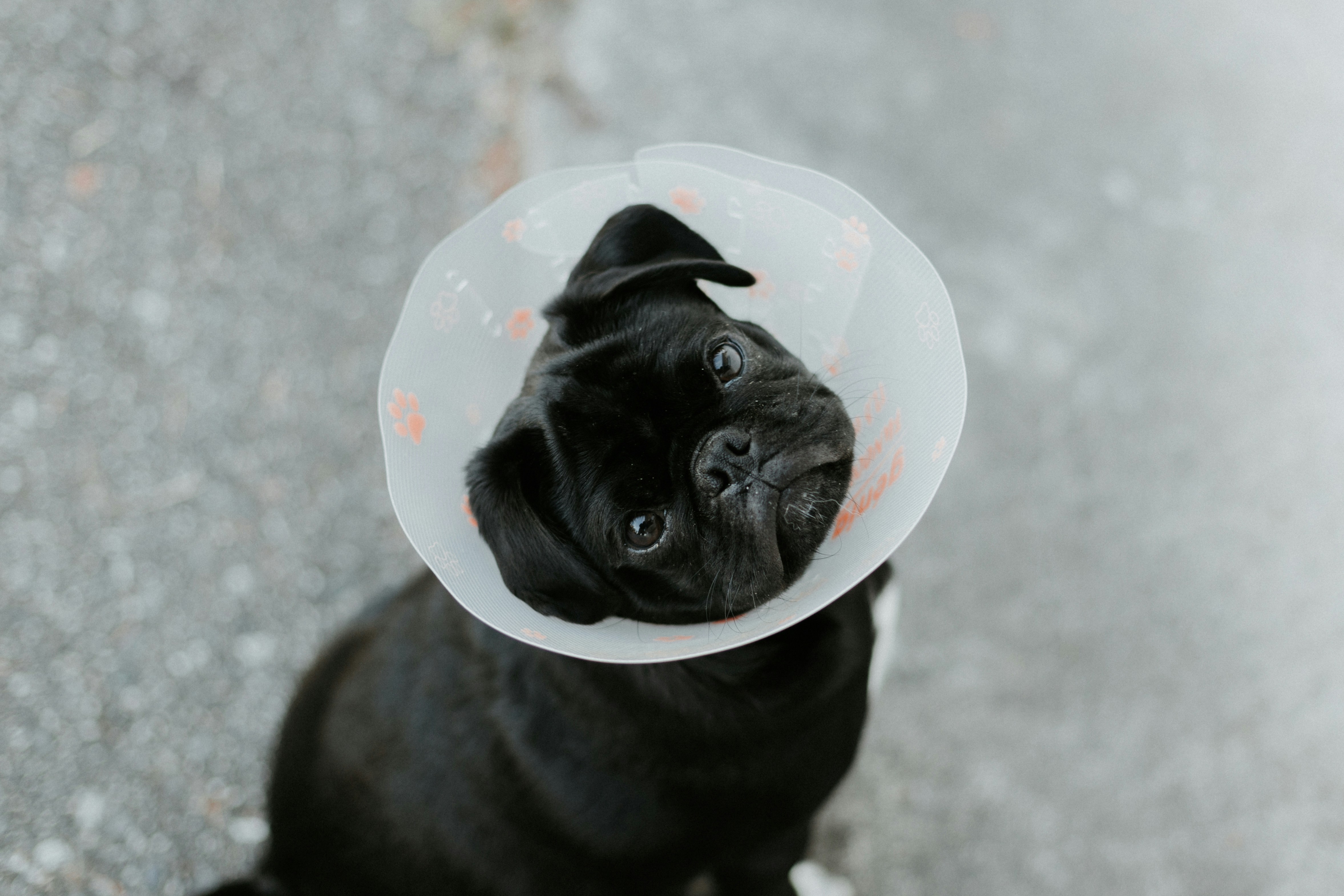 Esterilización: una decisión que salva vidas y previene enfermedades