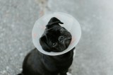 Jornadas gratuitas de esterilización para mascotas en Cali: estos son los horarios