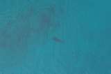 Trasladarán a tiburones que aún están en la costa de San Andrés a una zona alejada