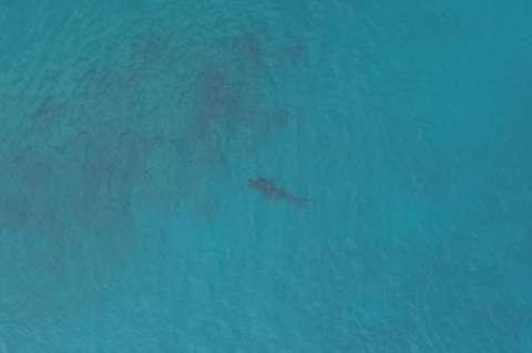 Trasladarán a tiburones que aún están en la costa de San Andrés a una zona alejada