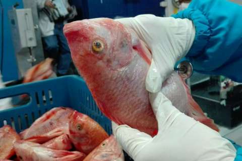 Previo a Semana Santa, intensifican controles a venta de pescado en Bogotá
