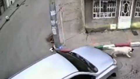 Camioneta que atropelló a perrita al sur de Bogotá sí pertenece al Ministerio de Educación