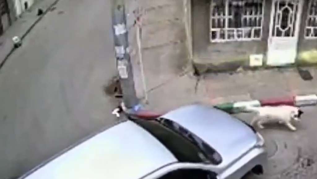 Momento en el que el conductor de una camioneta Toyota Prado atropelló al animal.