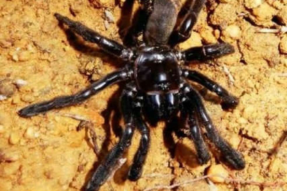 La araña de la especie Giaus Villosus considerada la más vieja del mundo. / Universidad de Curtin