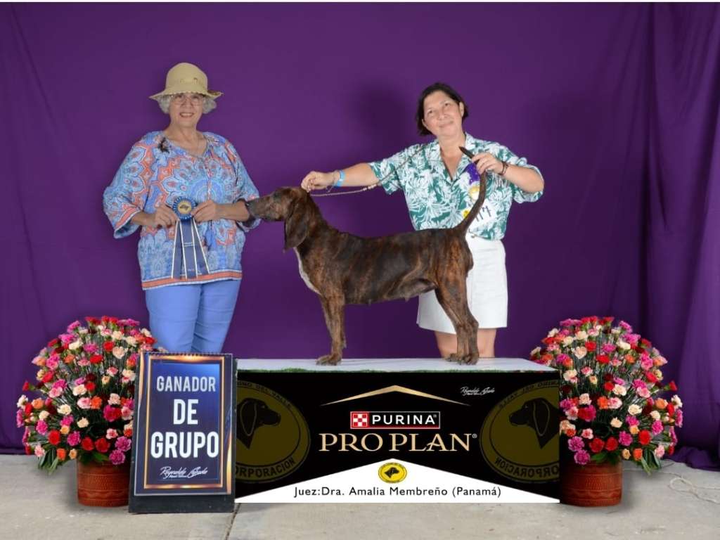 Ella es Chicha, una sabueso fina campeona en la exposición Copa Colombia.