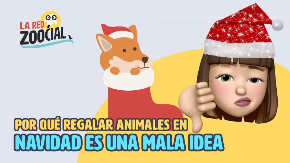Mascotas Navidad Red Zoocial