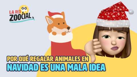 Las muchas razones por las que las mascotas no son un regalo de Navidad