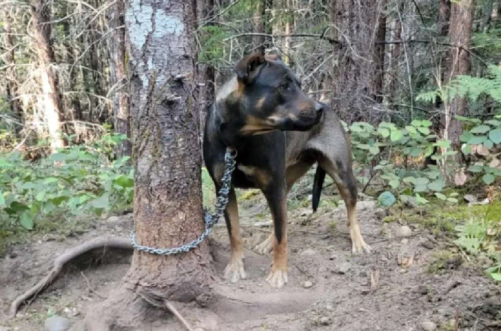 La historia llegó a la BC SPCA, organización que se hizo cargo del animal y lo nombró Eve en honor al segundo nombre de su rescatista.