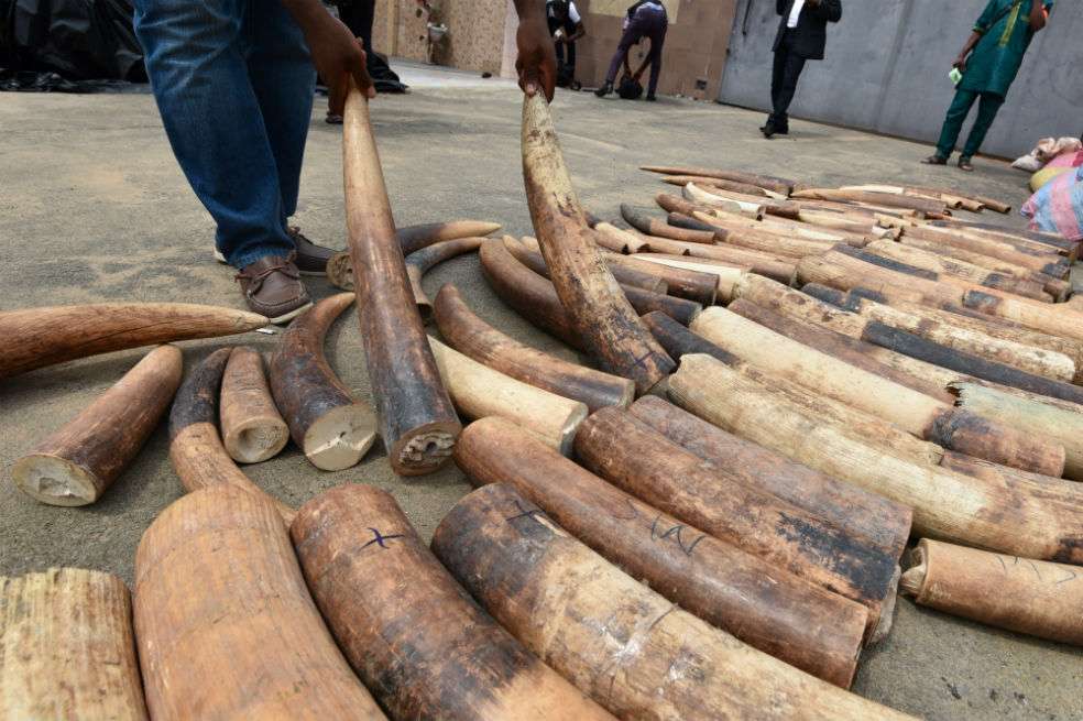 Según cálculos de WWF, 54 elefantes mueren cada día en el mundo a manos de cazadores que sustraen marfil de sus colmillos, símbolo de lujo y poder en los países asiáticos. / AFP