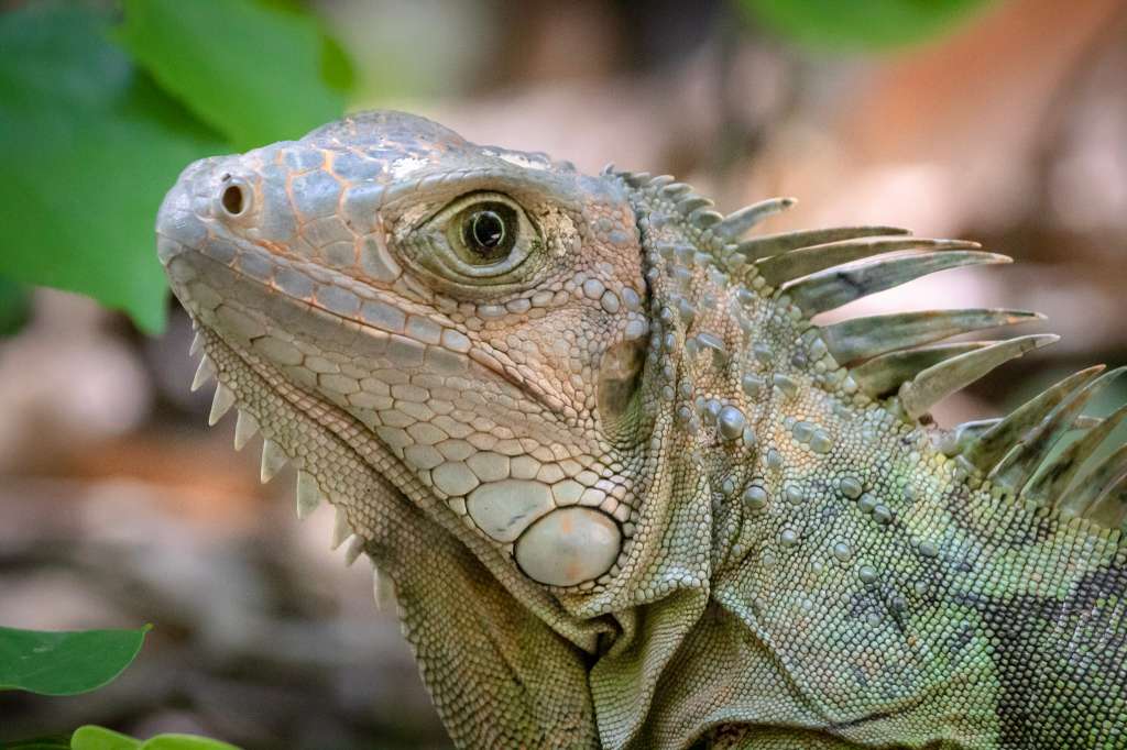 La iguana se ha visto bastante afectada desde hace siglos por la acelerada pérdida del hábitat, la cacería y el consumo humano.