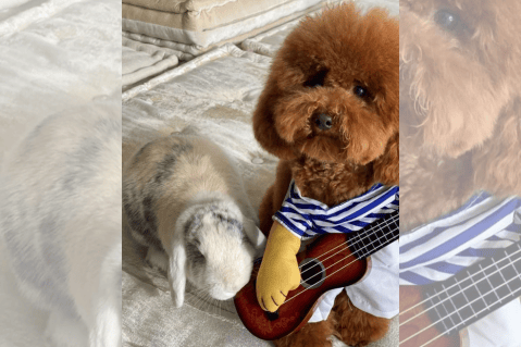 (VIDEO) Conozca a Teddy y Toby, las adorables mascotas de Shakira
