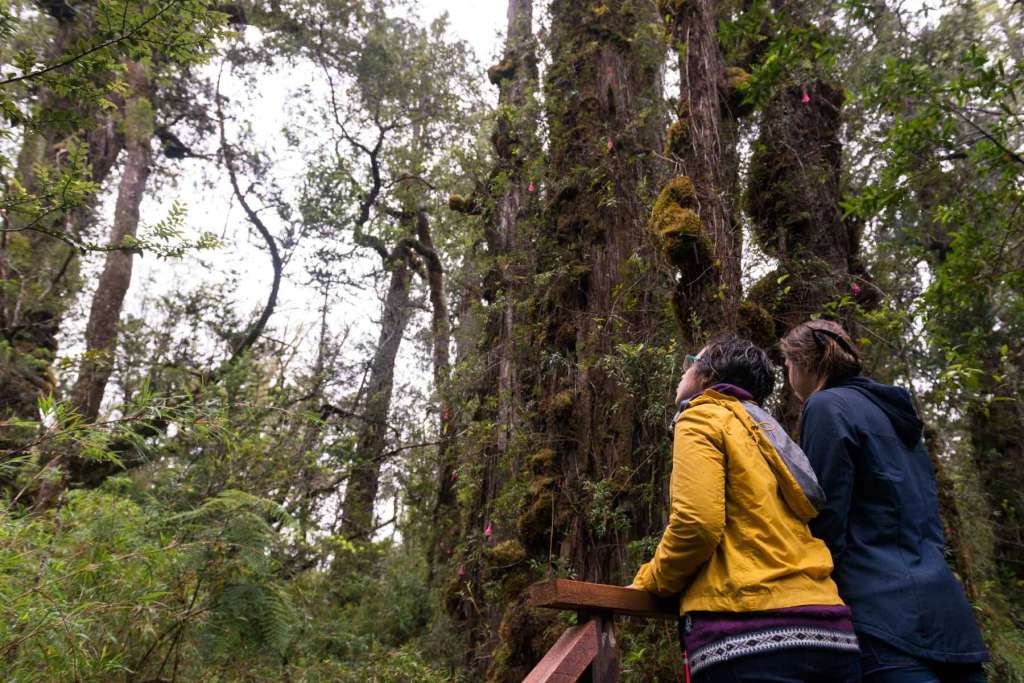 El Gran Abuelo, se encuentra en el Parque Nacional Alerce Costero, ubicado en la Región de Los Ríos.