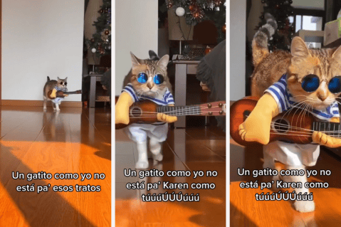 Video: un gato disfrazado desfila con cover de canción de Shakira y Bizarrap