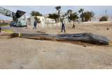 Cachalote que fue encontrado muerto en España habría ingerido 29 kilos de plástico