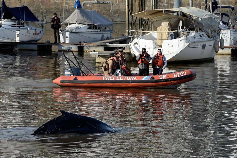 Ballena nada en Puerto Madero. / AFP