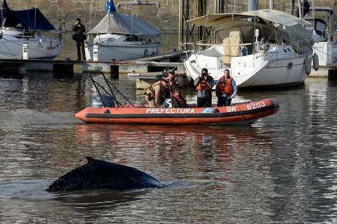 Ballena perdida nada en diques de Puerto Madero, Buenos Aires