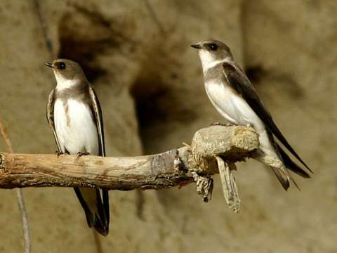 Los insectos desaparecen y con ellos, los pájaros