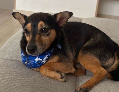 Imputan a hombre acusado de lanzar un perro desde un apartamento en Kennedy