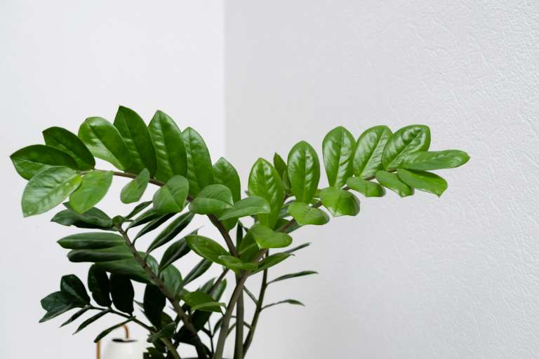 Planta zz