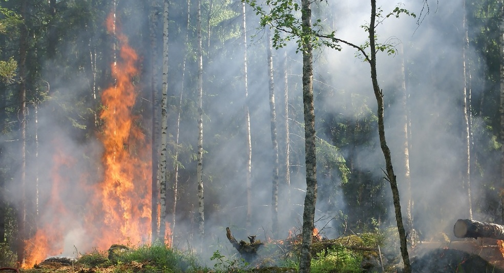 Los incendios están poniendo en peligro a cerca de mil hectáreas de bosque.