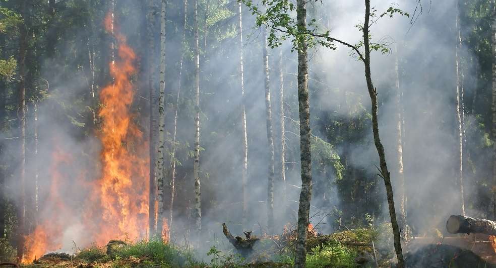Los incendios están poniendo en peligro a cerca de mil hectáreas de bosque.