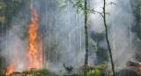 Cuba, otro país que sufre por un gran incendio forestal