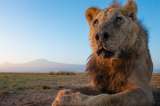 Matan a seis leones en un conflicto entre humanos y fauna salvaje en Kenia