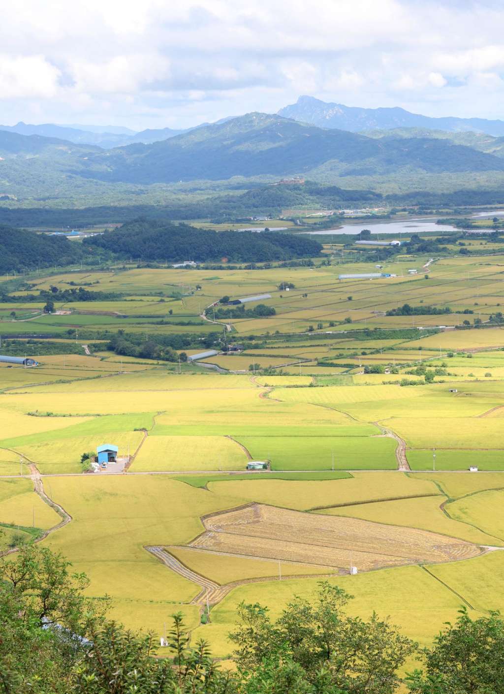 La llanura de Cheorwon, una extensa zona de arrozales situada cerca de la frontera central entre Corea del Sur y Corea del Norte.