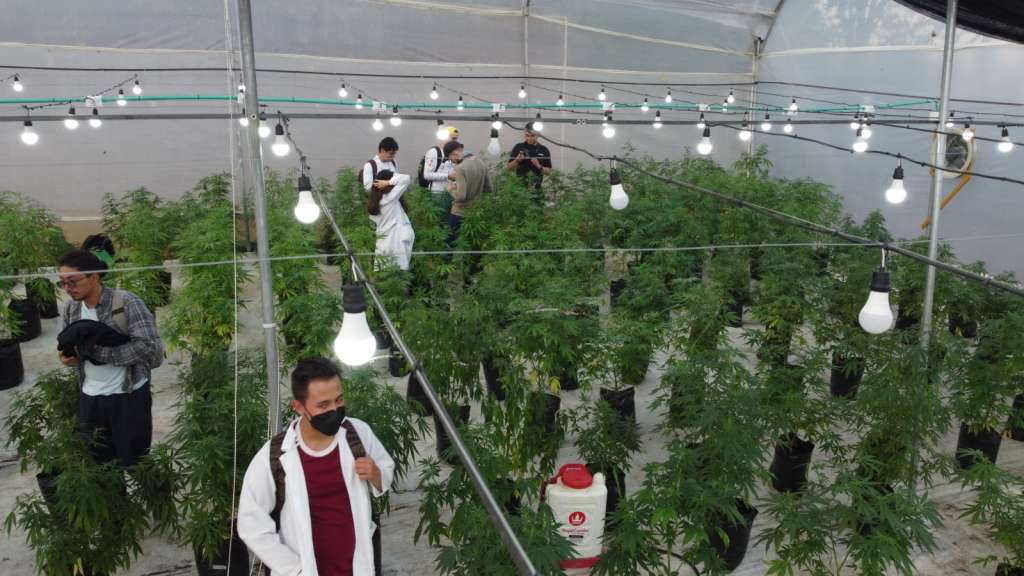 Semillero de investigación de cannabis de la Universidad Nacional, en trabajo de campo.