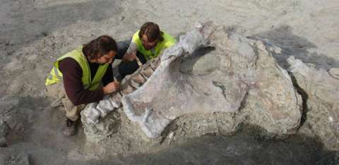 Encuentran una nueva especie de dinosaurio gracias a yacimiento fósil en Europa