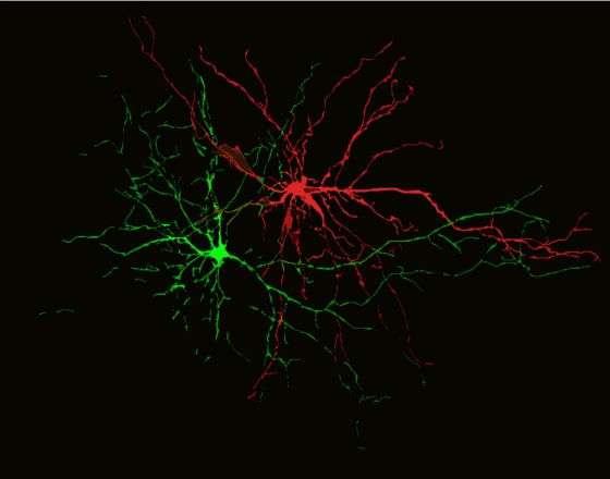 Una neurona procesando pensamientos negativos (rojo) y otra positivos (verde) / MIT