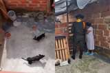 Perritos eran terriblemente maltratados: así los rescataron en Medellín