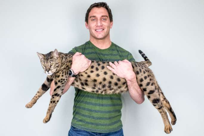 Datos curiosos sobre Fenrir, el gato más alto del mundo vivo | Guinness World Records