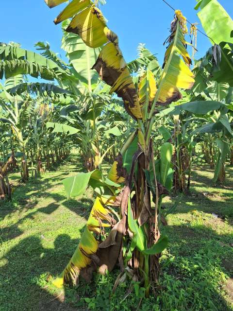 Fusarium Raza 4 Tropical, el hongo que amenaza la producción de banano en Colombia