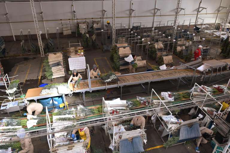 Floricultores Cultivo Rosas