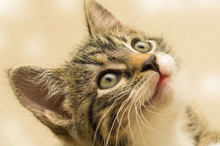 Gato, felino, animal, gestos cariñosos, te amo, gestos de cariño.