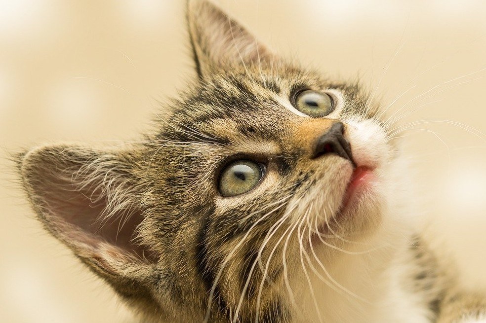 Se queda mirándote: si tu gato o gata hace este gesto y fija tu mirada plácida hacia ti es porque siente curiosidad por lo que haces y está tratando de llamar su atención.
