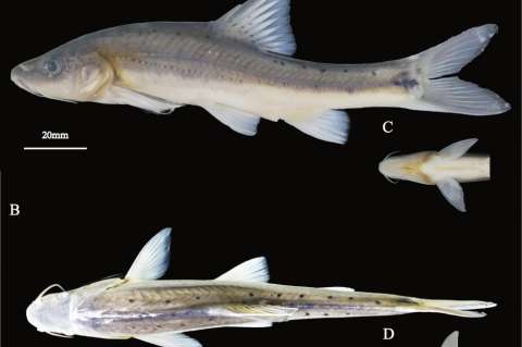 Encuentran una nueva especie de pez dorado, el cual parece seguir evolucionando