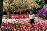 En imágenes: las floraciones más coloridas del mundo que puede ver en este momento