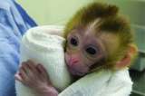 Nace una cría de macaco a partir de tejido testicular prepúber